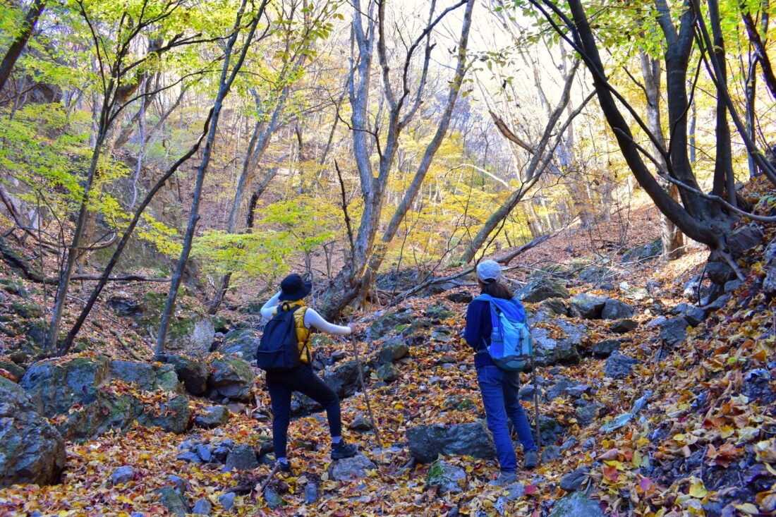 紅葉満喫の山登りコース：笠丸山倒木