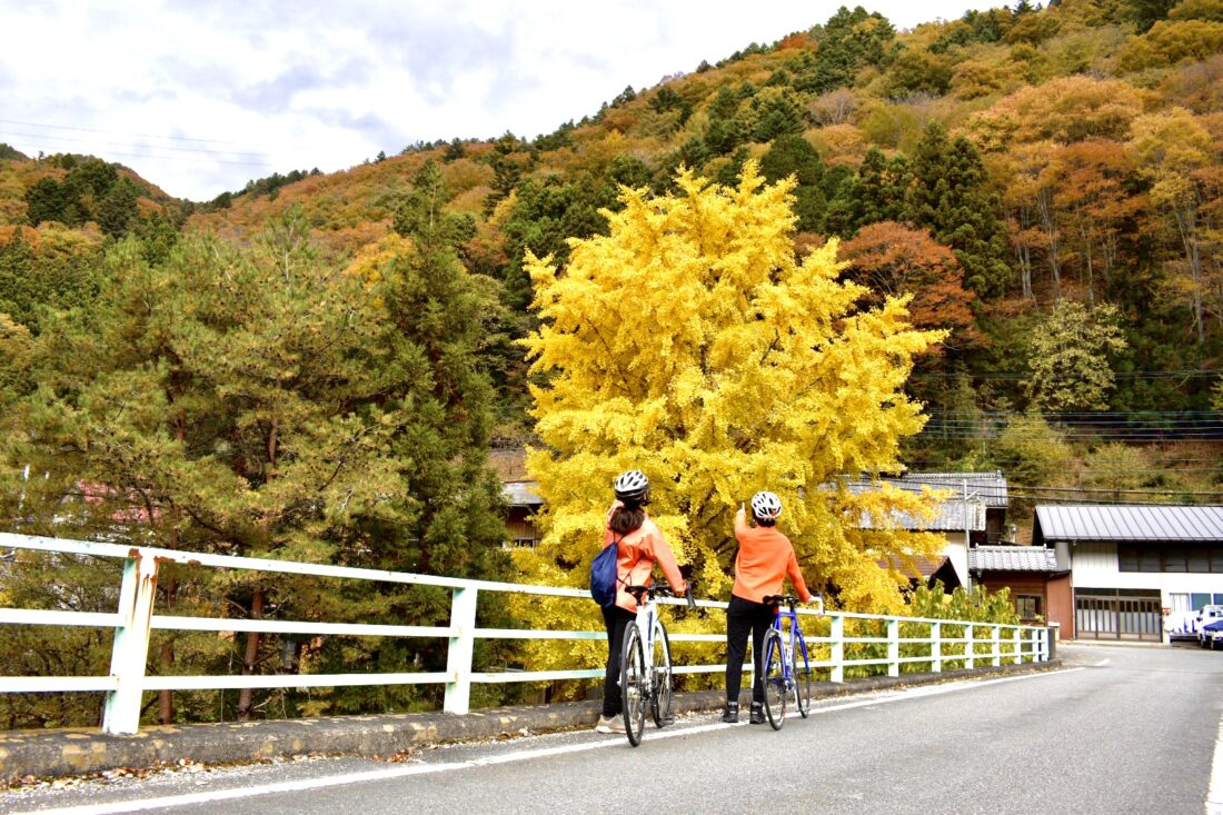 上野村の秋のサイクリングルート：橋