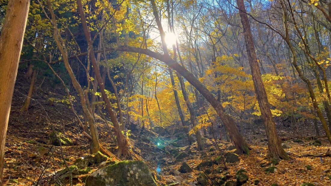Fall Hiking in Uenomura: Mt. Kasamaru Loop Trail