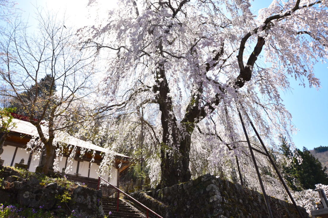 上野村で春の散歩ツアーを楽しむ: 中正寺のしだれ桜