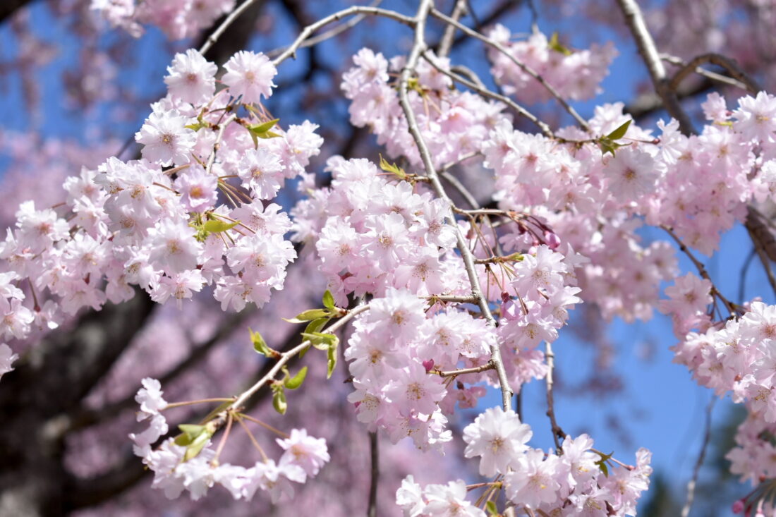 上野村で春の散歩ツアーを楽しむ: 桜