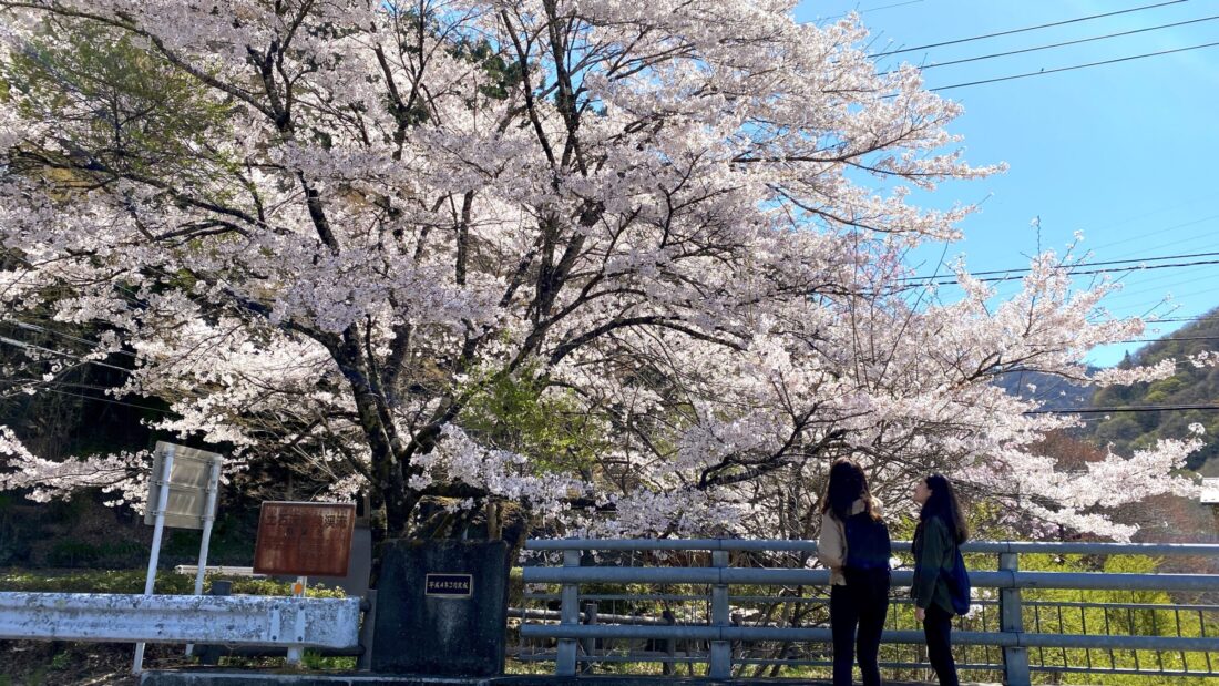 上野村で春の散歩ツアーを楽しむ: ヴィラせせらぎ