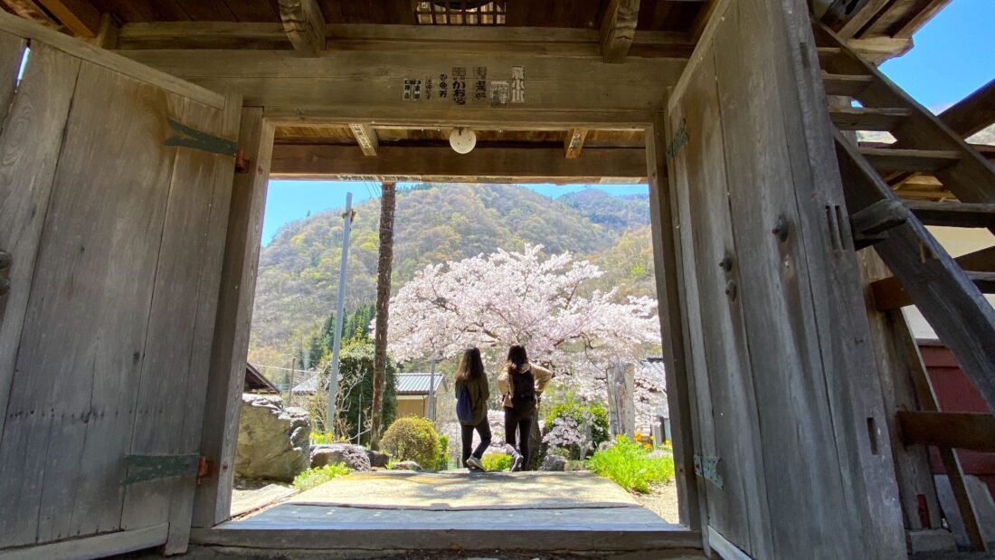 上野村で春の散歩ツアーを楽しむ: 宝蔵寺