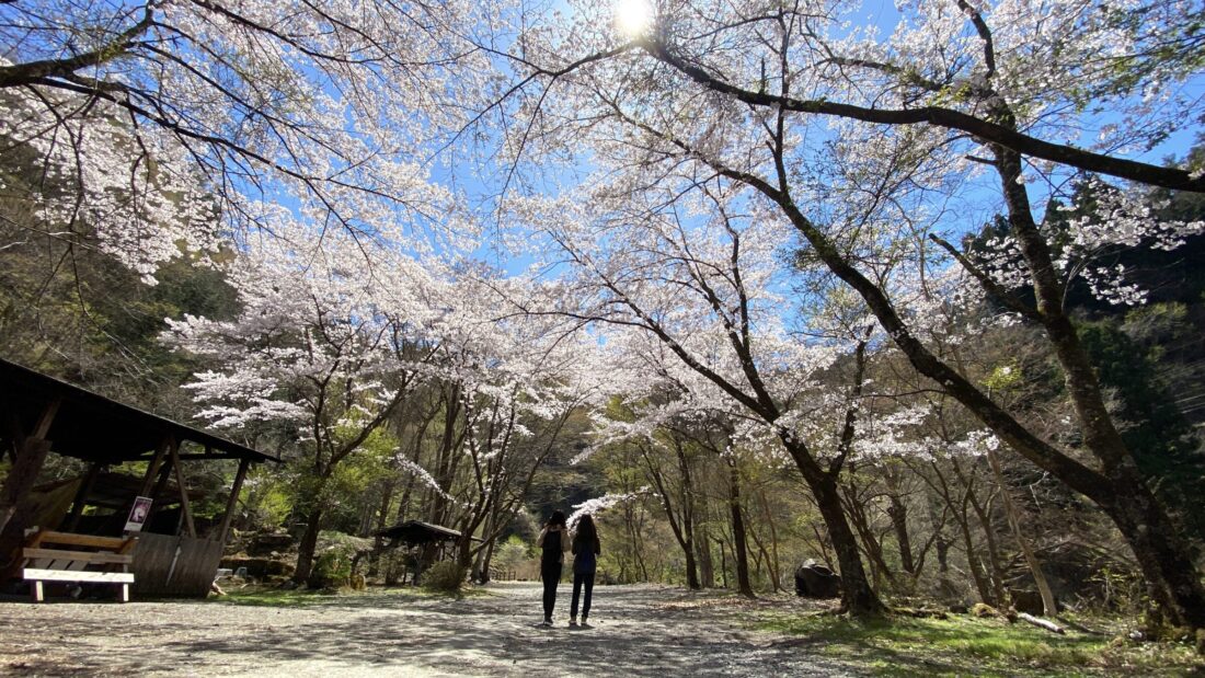 Spring Blossoms Walking Route in Uenomura: Ryujin falls