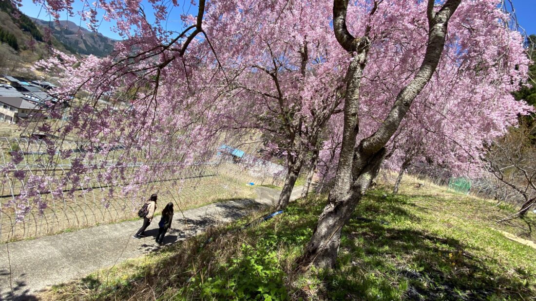 Spring Blossoms Walking Route in Uenomura: Noguri shrine
