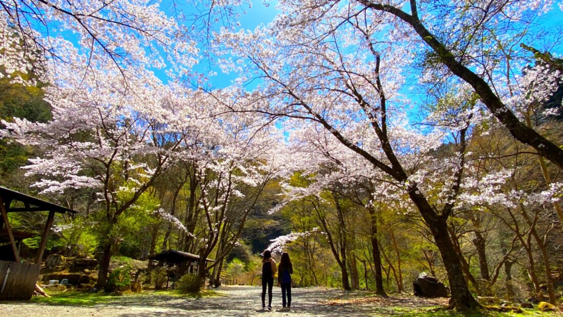 上野村で春の散歩ツアーを楽しむ: 龍神の滝